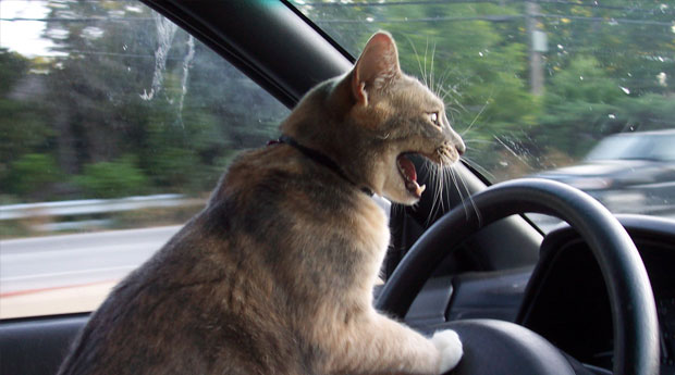 This image has an empty alt attribute; its file name is angrycatdriver-1.jpg